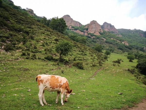 悠悠林海 歲歲情緣