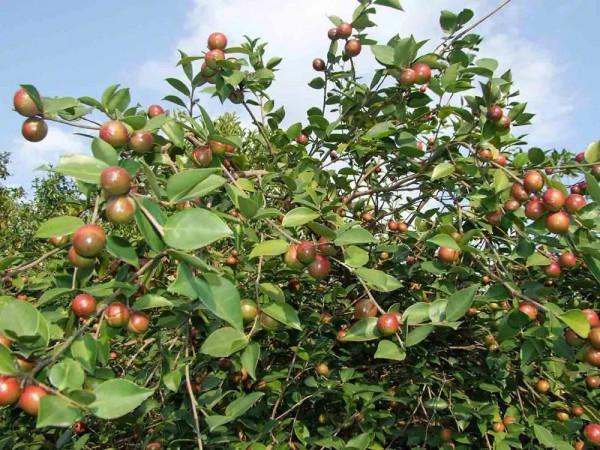 不長記性！為了賣錢提前採摘，品質價格慘跌，農民：又虧本了