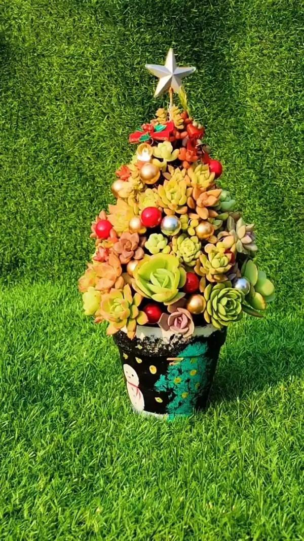 分享圖片，可愛的多肉們，收藏了