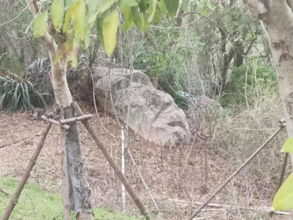 大坪山上竟然有一塊猩猩化石