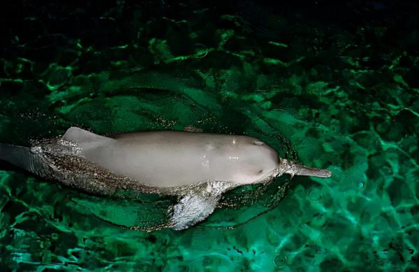 白暨豚滅絕了嗎?長江禁漁十年,江豚數量變多卻沒發現中華鱘產卵 白暨豚滅絕了嗎?長江禁漁十年,江豚數量變多卻沒發現中華鱘產卵