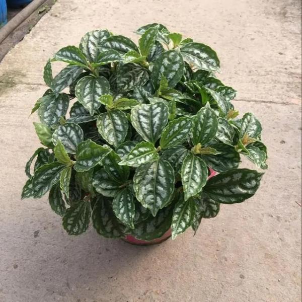 驚訝:還有吸附油煙的花,這4種花養在廚房裡,葉子清香還能調味 驚訝:還有吸附油煙的花,這4種花養在廚房裡,葉子清香還能調味