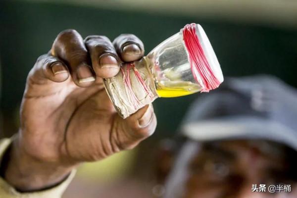 毒蛇咬過的雞更美味?以前流行的“蛇咬雞”,為什麼被叫停了? 毒蛇咬過的雞更美味?以前流行的“蛇咬雞”,為什麼被叫停了?