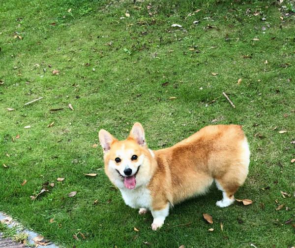 擁有一隻“煤氣罐”是一種什麼樣的體驗？