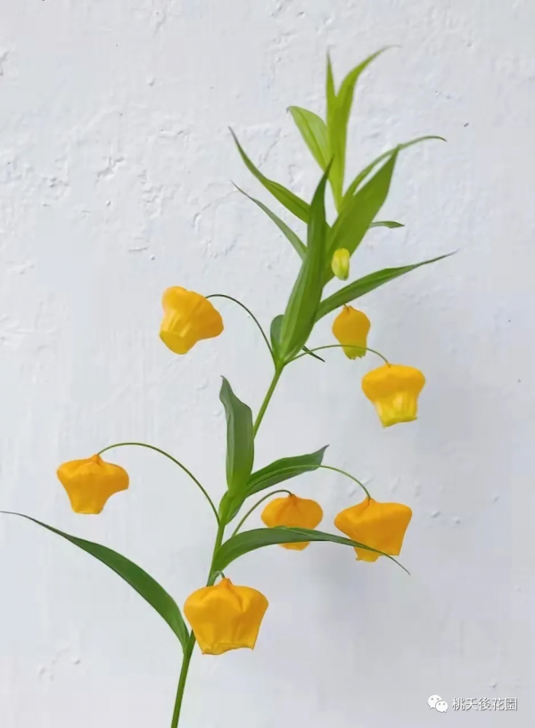 年宵花-宮燈百合