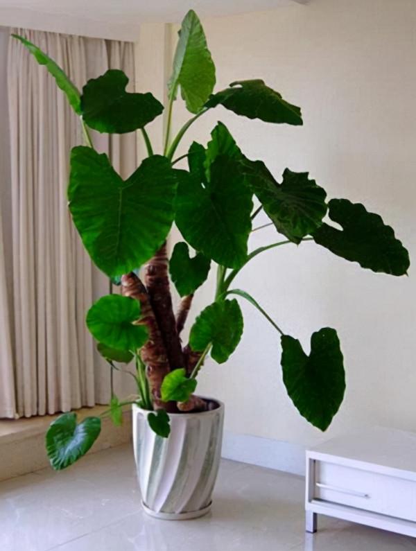 7種“帶毒花”，汁液毒性大，喜歡養在家裡，最好少動它