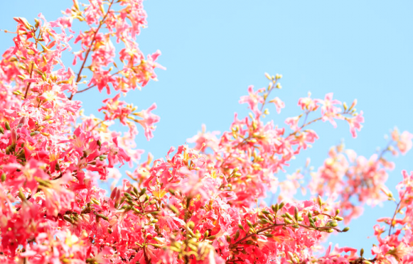 15天后，4個星座，事業高升，職場如魚得水，全靠平時勤奮好學