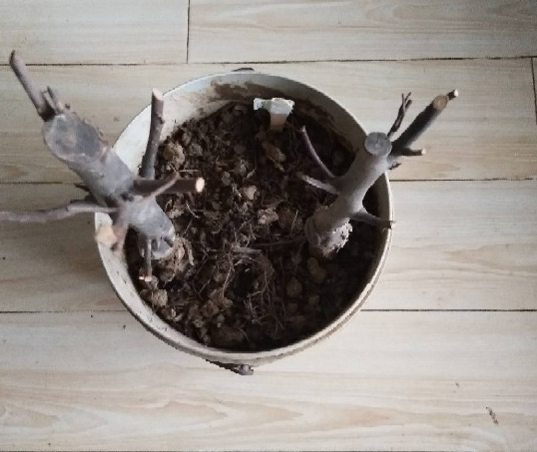 蘋果VS梨,兩大最常見水果,哪個種植更簡單? 蘋果VS梨,兩大最常見水果,哪個種植更簡單?