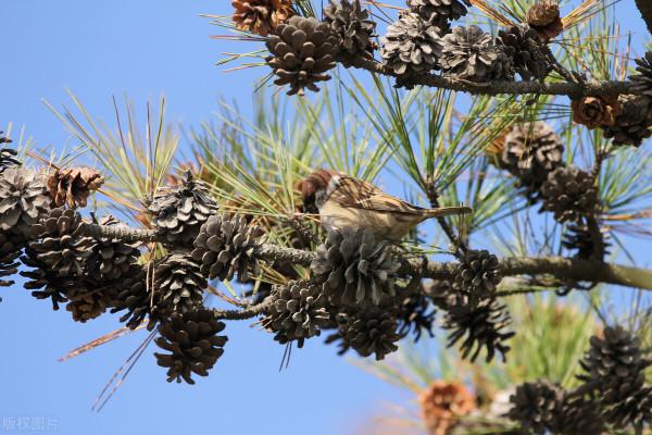 小小的松子，美味酥香之外，還有人間疾苦和大自然的魅力