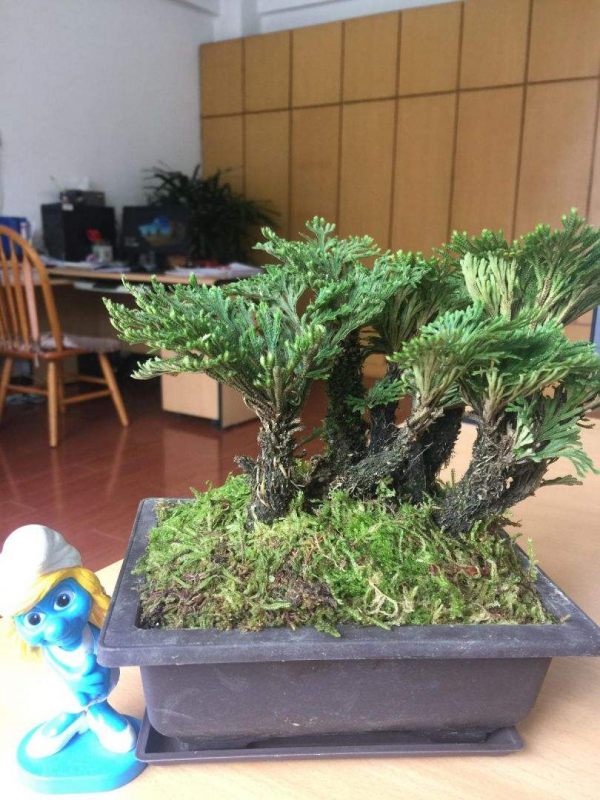 1種花名叫“九死還魂草”，幹成“枯草”後澆點水，照樣恢復生機