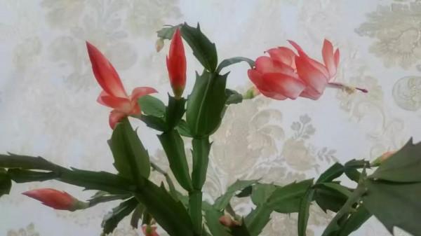 只為見證一個生命的綻放