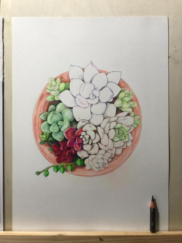 多肉植物彩鉛畫全過程(1-1) 多肉植物彩鉛畫全過程(1-1)