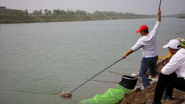 寒露之後野釣，把握這些招數，連竿爆護不再難