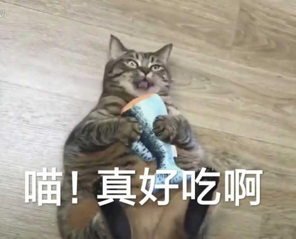 喵星人可愛表情包來了