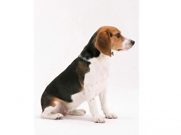 狗狗品種介紹大全！我們應該怎麼挑選適合自己的狗狗？