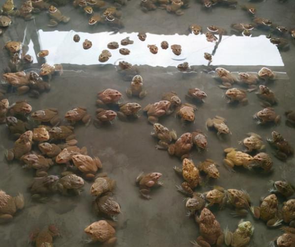 擁有“山珍”之稱的石蛙,高達200元1斤,為何敢養的農民卻不多? 擁有“山珍”之稱的石蛙,高達200元1斤,為何敢養的農民卻不多?