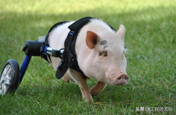 廣東“豬堅強”天生只有兩條前腿，仍頑強活著！我們沒理由不努力