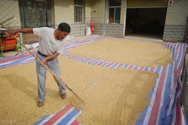 如果稻穀賣20元一斤,那麼進城打工的農民工都要被迫回去種地了 如果稻穀賣20元一斤,那麼進城打工的農民工都要被迫回去種地了