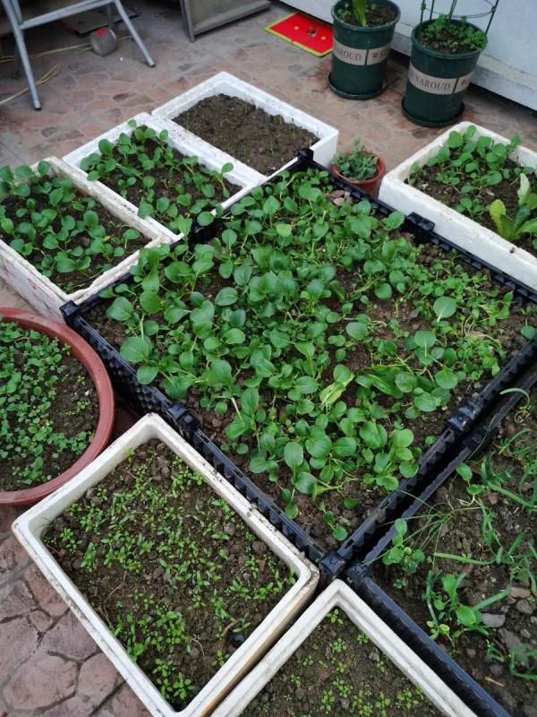 這6種菜,吃完“菜根”別扔,插進花盆裡勤澆水,兩週成小菜園 這6種菜,吃完“菜根”別扔,插進花盆裡勤澆水,兩週成小菜園