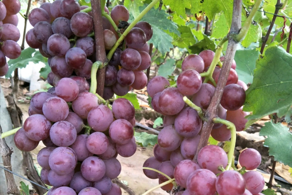 陽光玫瑰葡萄價格墜機,巨峰葡萄變“巨坑葡萄”,葡萄怎麼了? 陽光玫瑰葡萄價格墜機,巨峰葡萄變“巨坑葡萄”,葡萄怎麼了?
