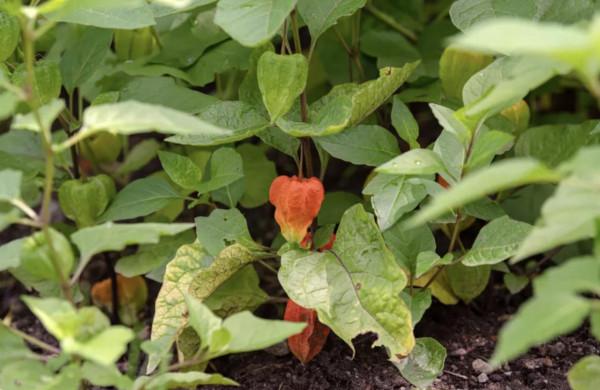 20種充滿活力的橙黃色花卉,來為你的生活注入快樂吧 20種充滿活力的橙黃色花卉,來為你的生活注入快樂吧