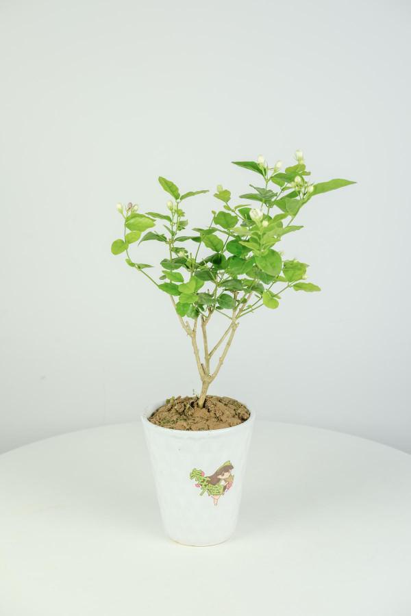 天氣太熱養不活花？試一試3種花！好看好養還耐熱