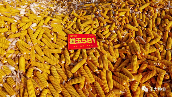 高產又抗旱,首選雄玉581 高產又抗旱,首選雄玉581