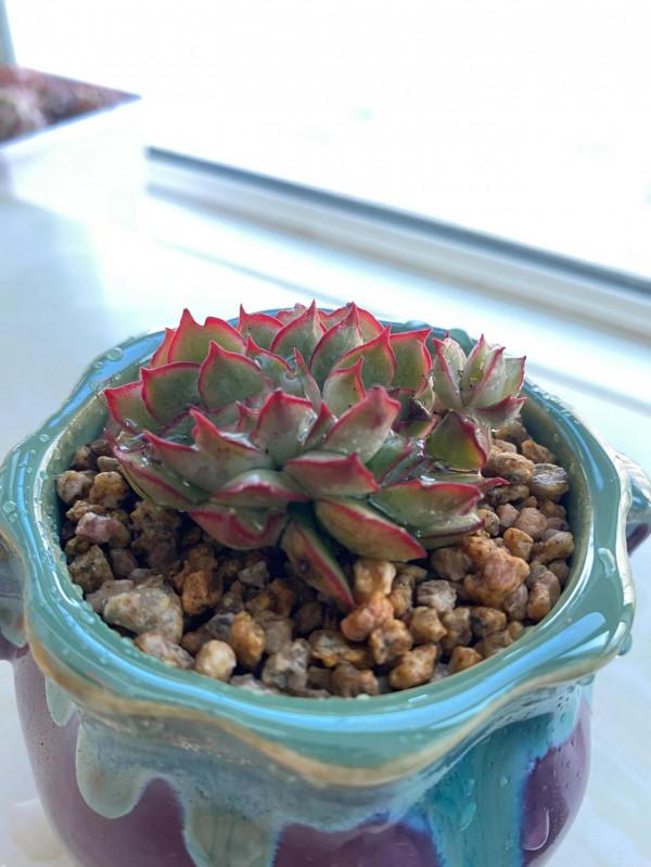 時隔一年，有幾顆小肉肉變成一片肉林，對你的愛，怎麼就愛不完呢