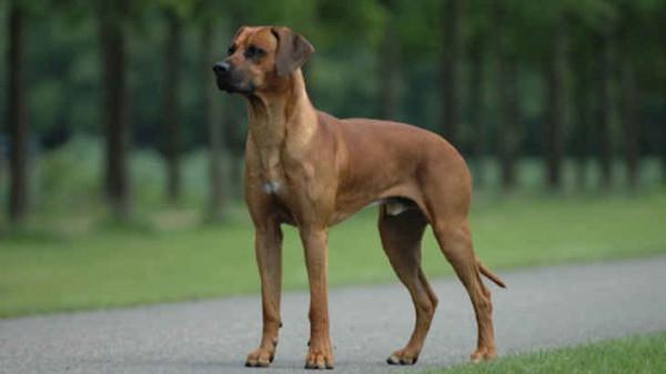 不適合家養的狗&mdash;&mdash;認出三種算你厲害