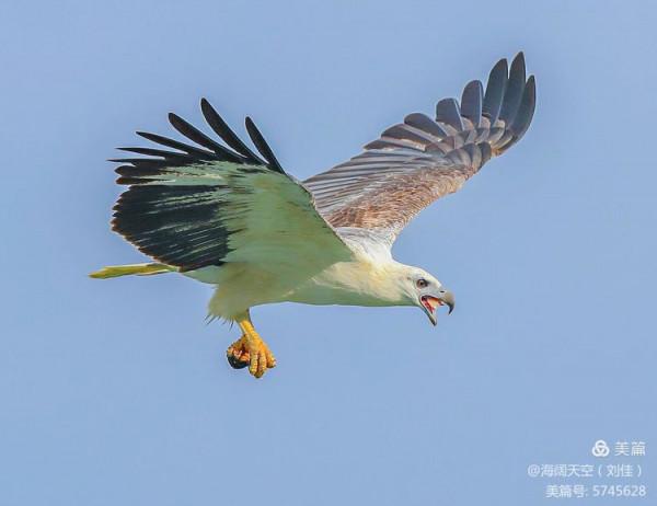 鳥類空中的戰鬥機&mdash;&mdash;白腹海雕