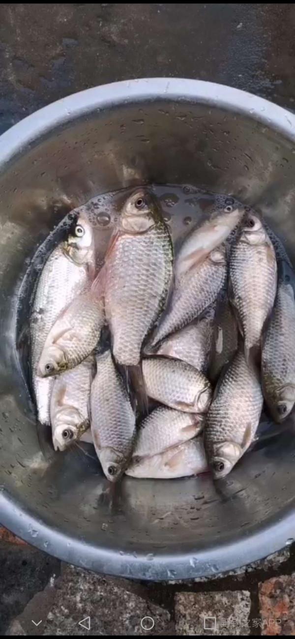 迎風浮漂飛，戰歌凱旋歸