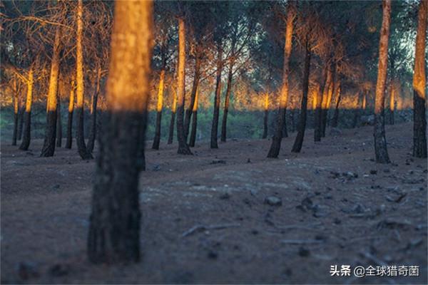 35張“活久見”的完美圖片，強迫症瞬間被治癒了