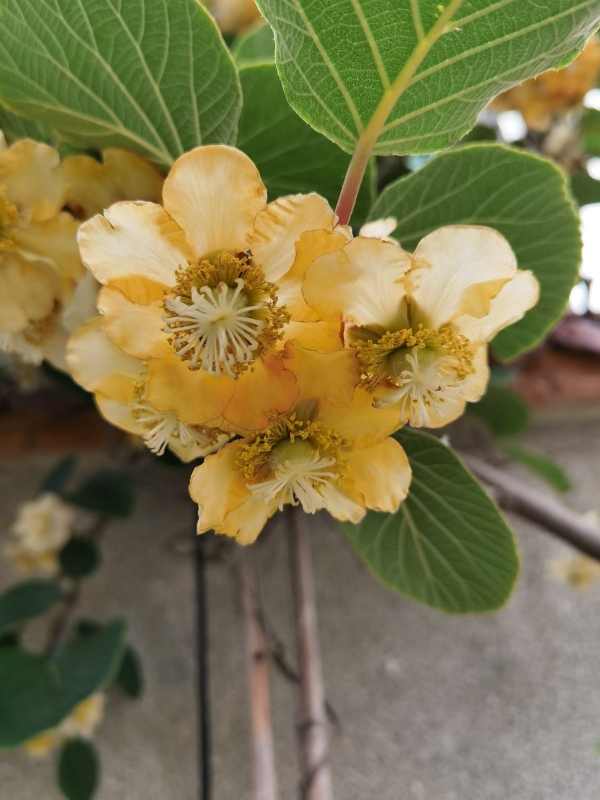 吃了一輩子的水果，還沒見過開花是什麼樣，你見過幾種