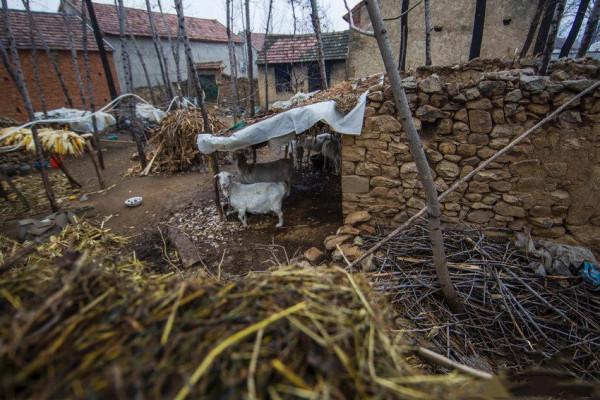 張靈甫之死:被擊斃前沒勇氣自殺,我軍花了400元為他買棺材 張靈甫之死:被擊斃前沒勇氣自殺,我軍花了400元為他買棺材