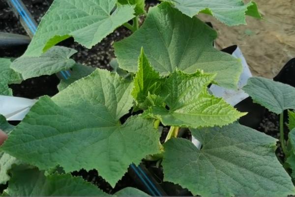 雞糞羊糞牛糞，都是好肥料，使用時有區別，農戶如何選擇？