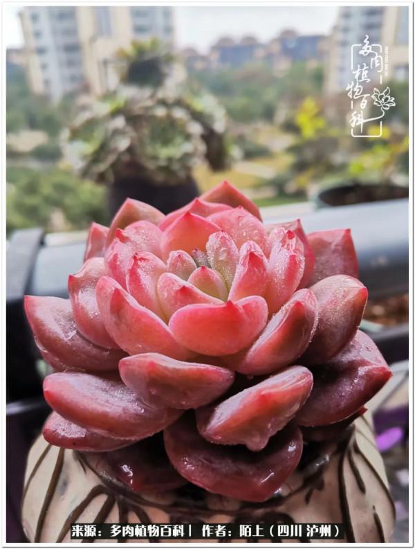 北向陽臺補光燈養多肉的那些事兒