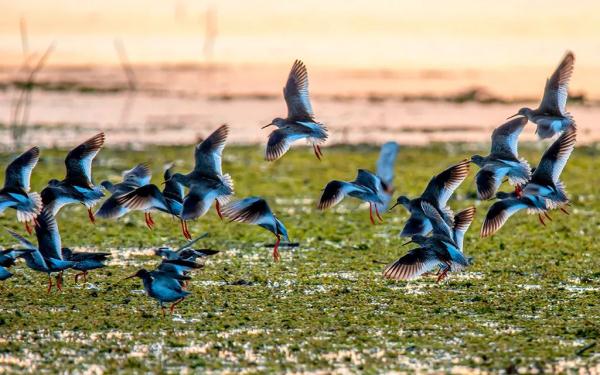 多圖｜石屏異龍湖觀鳥圖鑑
