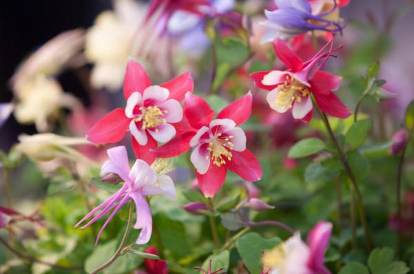 “27種”耐寒的花，好養不怕冷，低溫也能開花