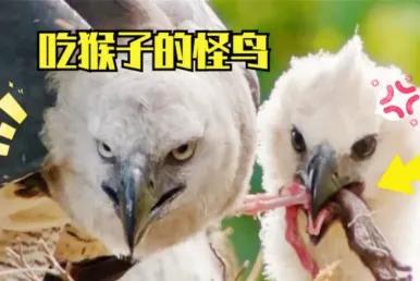 這一隻大一的猴子正在品嚐著鮮美的花瓣 這一隻大一的猴子正在品嚐著鮮美的花瓣