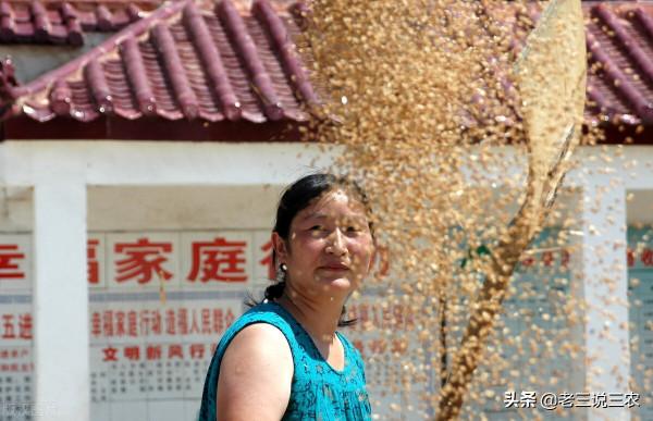 買小麥種子,不是越貴越好,包裝袋上有5個指標,搞懂了,不吃虧 買小麥種子,不是越貴越好,包裝袋上有5個指標,搞懂了,不吃虧