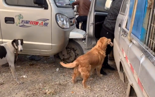 山東:狗市裡靈性金毛叼著牽引繩繞車轉,大哥:10萬,我都沒賣 山東:狗市裡靈性金毛叼著牽引繩繞車轉,大哥:10萬,我都沒賣