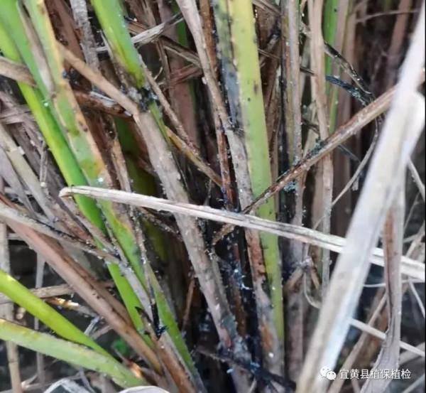 警惕稻飛蝨暴發！提前掌握這一招，避免水稻減產