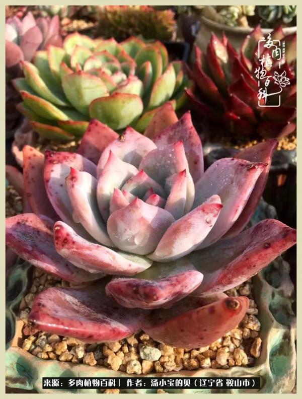 大東北的漫長冬季，我與多肉一起冬眠