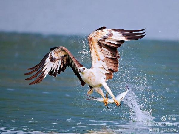 鳥類空中的戰鬥機&mdash;&mdash;白腹海雕