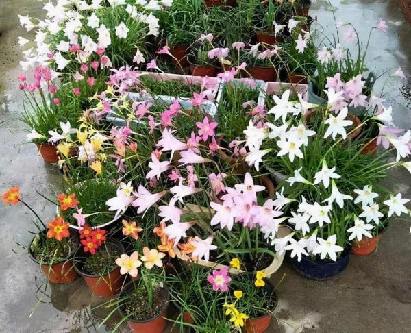 這4種花超愛“雨水”,下雨就搬出去,淋幾次就爆盆,越淋越旺 這4種花超愛“雨水”,下雨就搬出去,淋幾次就爆盆,越淋越旺