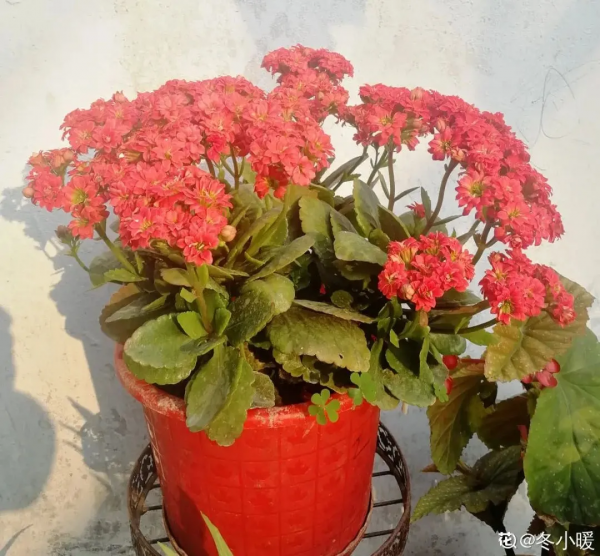 10種花,小盆“擠著養”,不爛根,植株旺,花苞突突冒 10種花,小盆“擠著養”,不爛根,植株旺,花苞突突冒