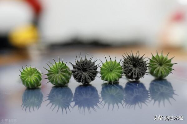 帶你一起回味62種南方野果子,它們是物質匱乏年代小朋友的零食 帶你一起回味62種南方野果子,它們是物質匱乏年代小朋友的零食