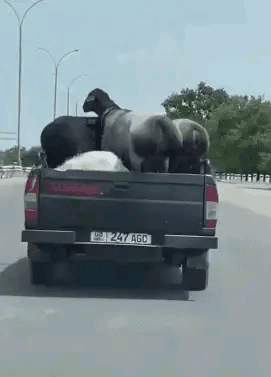 這種人就不適合開特斯拉 這種人就不適合開特斯拉