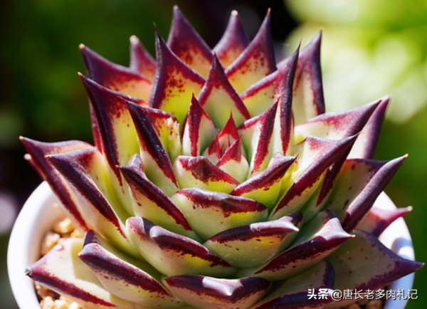 喜歡多肉爆盆的肉友有福了，去入手這8個品種，個個都是爆頭狂魔