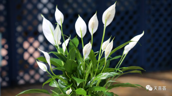 封閉陽臺養花，這幾種輕鬆爆盆